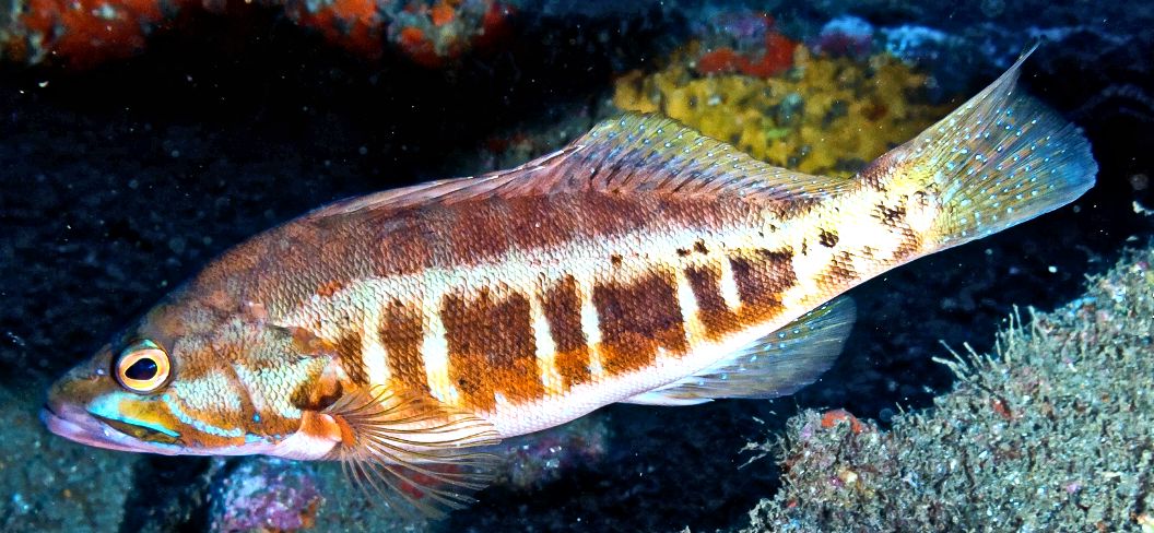 Serranus atricauda_06.jpg